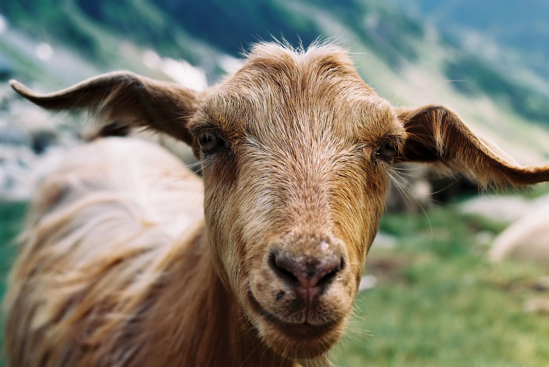 Beware of goat meat